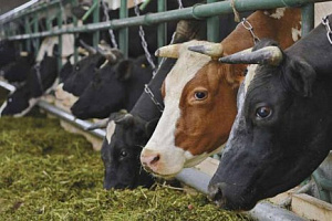 300 голов крупного рогатого скота были импортированы из Нидерландов!